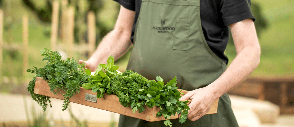 Chef wearing apron holding fresh herbs from Hazelwood's market garden