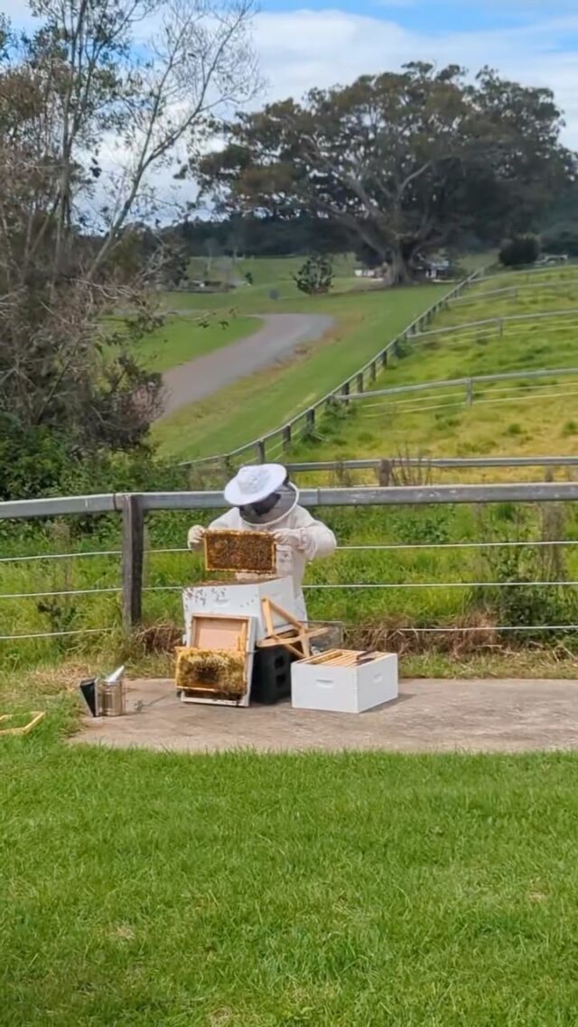 The Beechmont bees are just weeks away from producing honey 🐝

Once harvested you’ll be able to taste it at The Paddock restaurant.  
 
#SeeAustralia #ThisIsQueensland #VisitScenicRim #DestinationScenicRim #PlayGoldCoast #VisitBrisbane